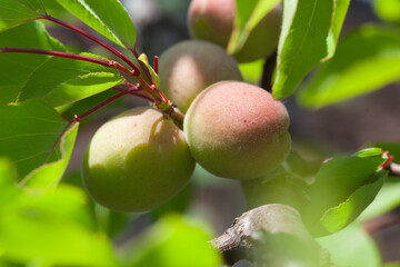 Apricot fruits on a tree in the garden. Fruit growing.