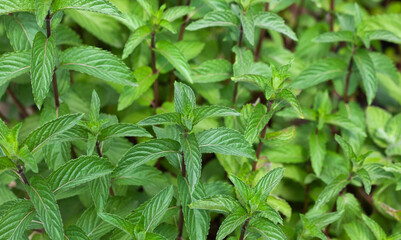 Mint in a garden bed. Growing peppermint. Medicinal plants © Dimid