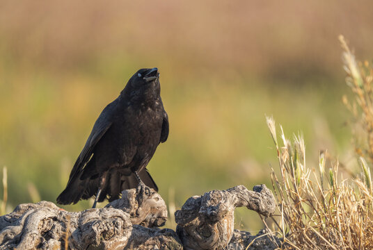 Carrion crow perched on weathered wood in Toledo, observing surroundings