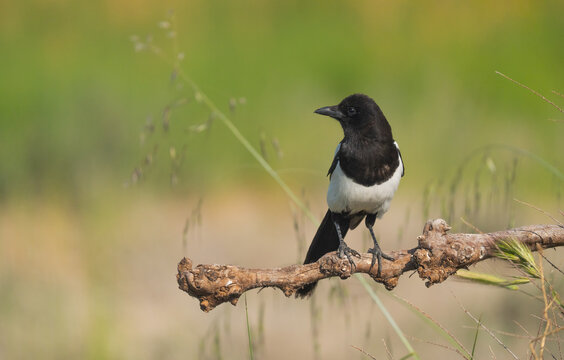Eurasian magpie, pica pica, perched on a branch in Toledo, Spain