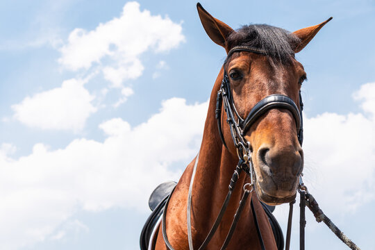Close-up of a brown horse against a cloudy sky