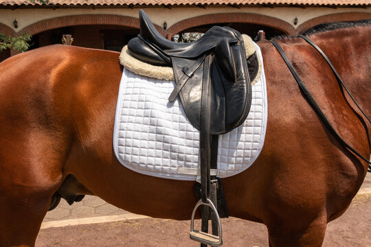 Close-up view of a saddled horse with riding equipment