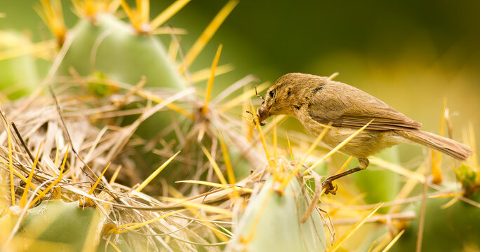 Canary Island Chiffchaff Perched on a Cactus