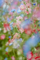 pink and white flowers in the rain romantic style background wallpaper