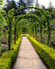 A brick sidewalk leading through low hedges and plant covered archways at Butchart Gardens.