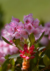 Blume