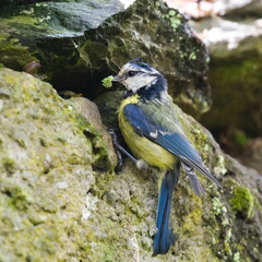 Cyanistes caeruleus aka Blue tit is feeding babies in her nest hidden in stone wall. Very common european bird in Czech republic.