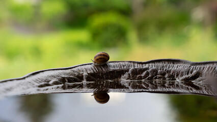 Snails in a row on the edge of a bowl of water look like they're making a run