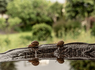 Snails in a row on the edge of a bowl of water look like they're making a run