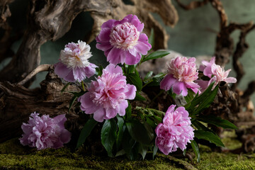 flower arrangement, tender, spring, pink peonies