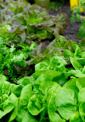 Group of lettuce at their ideal point to be brought to the table
