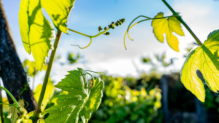 Bunches of grapes at their earliest are just small grains