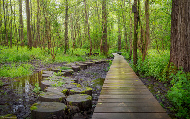 wooden path in the forest