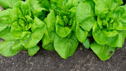 Group of lettuce at their ideal point to be brought to the table