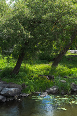 Obraz premium stream in the forest, two trees in spring