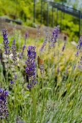 lavender flowers in region