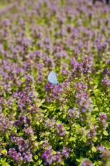 purple flowers in the garden with blue butterfly