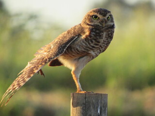 Burrowing owl perched on a fence trunk. Burrowing owl basking in the early morning sun.