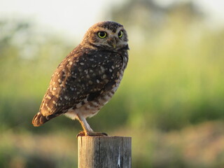 Burrowing owl perched on a fence trunk. Burrowing owl basking in the early morning sun.