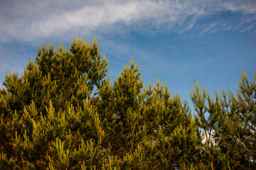coniferous trees on blue sky background