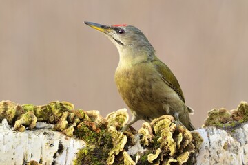Greyheaded woodpecker Picus canus bird songbird wildlife nature predator cock o the north, beautiful animal mountain finch, animal, bird watching ornithology, flower bud fauna wildlife Europe
