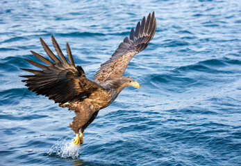 sea eagle in flight