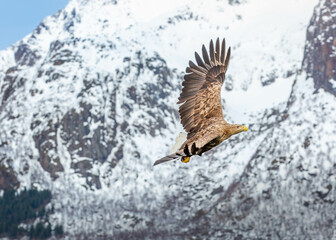 eagle in flight