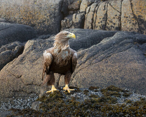eagle on a rock