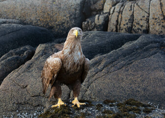  eagle on a rock, looking into the camera