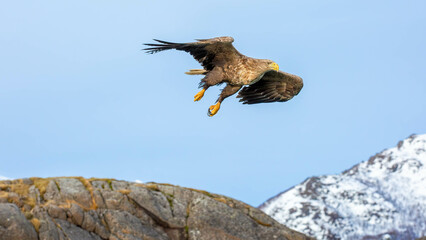 eagle in flight