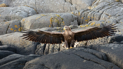 sea eagle on a rock with open wings