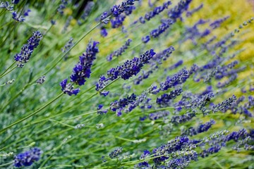 lavender field in region