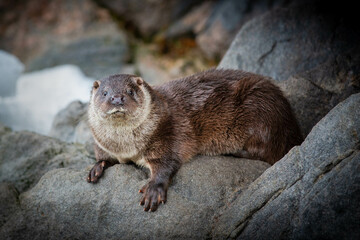 Sea otter on the rock