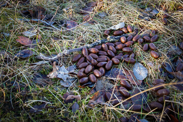 droppings of reindeer