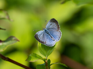 Holly Blue Butterfly With Its Wings Open