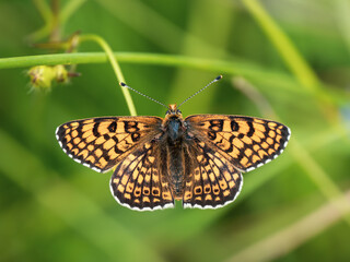 Glanville Fritillary Resting With its Wings Open