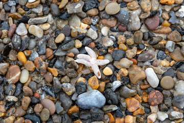 Kies am Strand mit Seestern