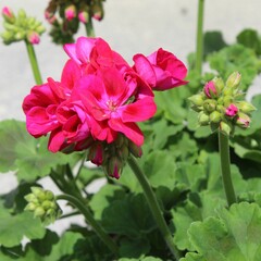 Pink pelargonium. Blooming geranium. 