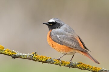 Common redstart Phoenicurus phoenicurus bird songbird wildlife nature predator cock o the north, beautiful animal mountain finch, animal, bird watching ornithology, flower bud fauna wildlife Europe