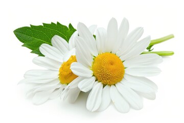 Chamomile On White. White Background with Beautiful Chamomile Flower and Leaf