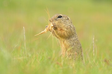 European ground squirel Spermophilus citellus rodent eurasian black-bellied common grassland in fields of landscape cereal wheat region, beautiful eyes and fur, eats flower grass Europe