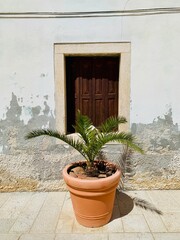 plant on the wall