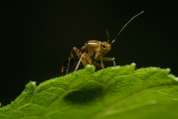 Artistic close ups of a common bug/beetle which is found in almost all regions of the world. Nice Color, extreme Green.
