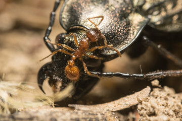 Close-up of the queen, workers and their larvae of Formica Cinerea, an ant species of the family Formicidae. Wildlife Photograph.