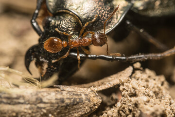 Close-up of the queen, workers and their larvae of Formica Cinerea, an ant species of the family Formicidae. Wildlife Photograph.