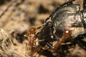 Close-up of the queen, workers and their larvae of Formica Cinerea, an ant species of the family Formicidae. Wildlife Photograph.
