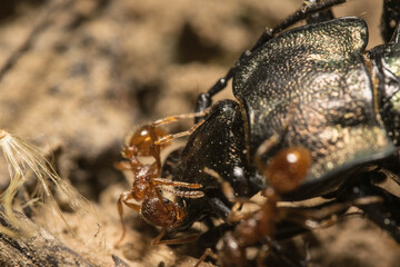 Close-up of the queen, workers and their larvae of Formica Cinerea, an ant species of the family Formicidae. Wildlife Photograph.
