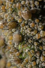 Close-up of thousands of aphids and other insects in the wild. Very impressive shots.