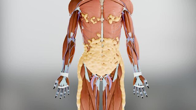 Weight loss Comparison. man body transformation. Before and after a thick and thin waist, Fat belly before and slim fit perfect abs after fast weight loss process. alpha channel. fat burn, 3d render