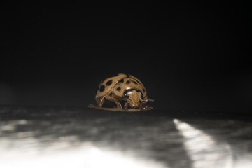 Artistic close ups of a ladybug /beetle which is found in almost all regions of the world.